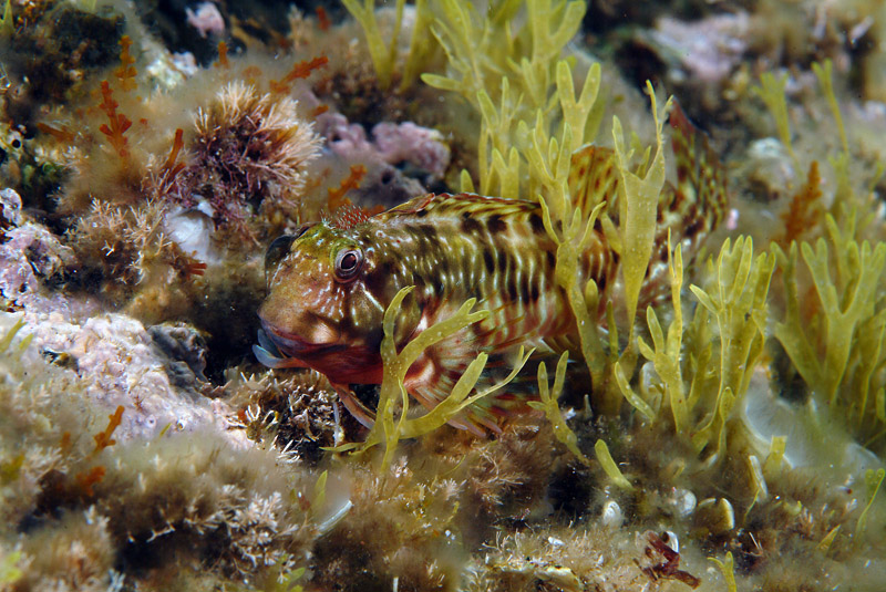 Scartella cristata